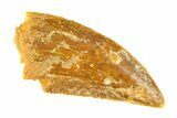 Serrated, Raptor Tooth - Real Dinosaur Tooth #297463-1
